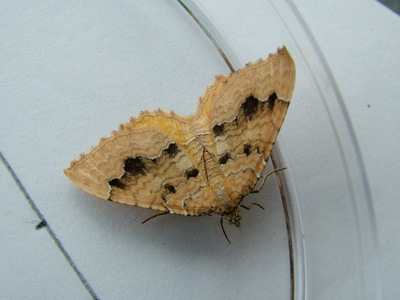 Yellow Shell